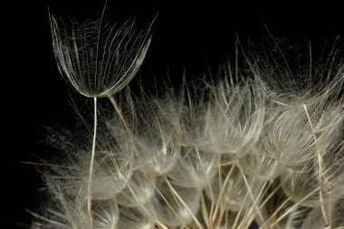 Karahindiba kabarık çiçekli makro, soyut arkaplan ve tasarımınız için doku, ışık ve gölgeli karanlık karamsar kompozisyon, yakın plan, boşluk kopyalama