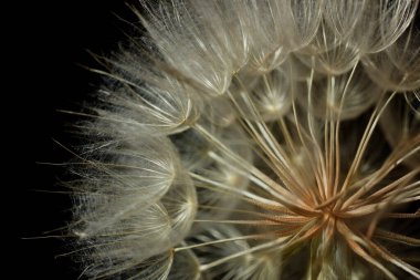 Karahindiba kabarık çiçekli makro, soyut arkaplan ve tasarımınız için doku, ışık ve gölgeli karanlık karamsar kompozisyon, yakın plan, boşluk kopyalama