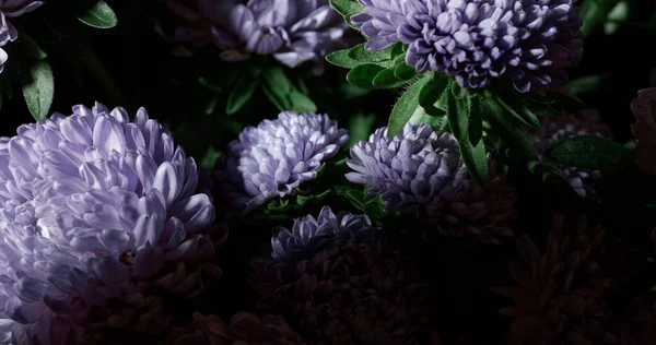 Botanical floral dark moody banner or background with lilac asters, closeup, copy space, greenhouse and indoor garden concept, dark moody blooming design