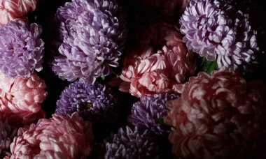 Pembe buket, mor renkli, paskalya çiçekleri, ışık ve gölgede, karanlık ve karamsar arka planı olan bitki tasarımı, barok ışığı, yakın plan, kopyalama alanı.