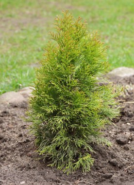 Batı altın zümrüt thuja tohumu, bahar bahçesi ve ağaçların arka planında genç bitki dikey, yakın plan. Peyzaj tasarımı ve bahçıvanlık kavramı