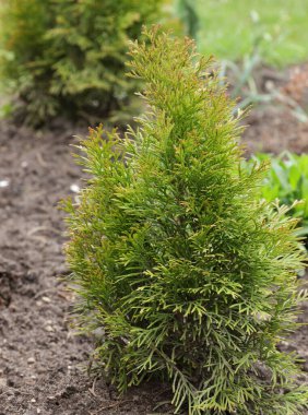 Batı altın zümrüt thuja tohumu, bahar bahçesi ve ağaçların arka planında genç bitki dikey, yakın plan. Peyzaj tasarımı ve bahçıvanlık kavramı