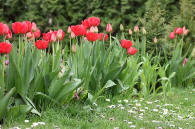 Mayısta bahçede açan kırmızı laleler eşkıyanın arka planında, doğa arka planında veya arka planda, kopya alanı, açık hava terapisi ve bahçe konsepti
