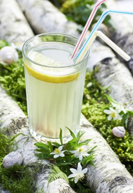 Ağaç gövdeleri ve yosun ormanı arka plan dokusu, yakın plan, kopyalama alanı, sağlıklı detoks içecekleri ve doğal organik bahar suyu konsepti üzerine limon ve kuru üzüm suyu dolu huş ağacı özü.