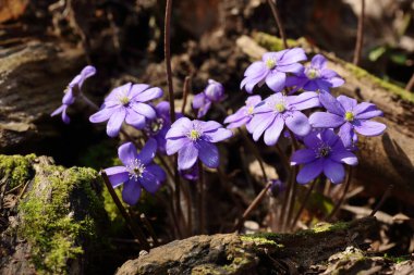 Ormanda ilkbahar çiçekleri, yakın çekim, leylak rengi yaban şakayıkları, doğal arka plan dokusu, Paskalya ve 8 Mart bayramı konsepti.