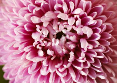 Çiçek makrosu parlak renkli renk şişirme renkleri: turuncu ve pembe, tasarım veya afiş için arkaplan veya doku, yakın plan, doğal arkaplan konsepti