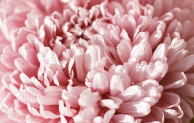 Çiçek makrosu parlak renkli ruh halinde pembe renk, arkaplan ya da desen tasarımınız ya da pankartınız için, yakın plan, doğal arkaplan konsepti