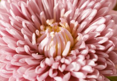 Çiçek makrosu parlak renkli renk şişirme renkleri: turuncu ve pembe, tasarım veya afiş için arkaplan veya doku, yakın plan, doğal arkaplan konsepti