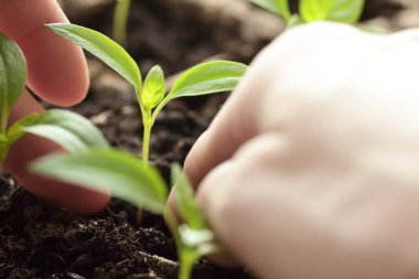 Baharda pencere kenarına tatlı biber filizleri eken eller, karton turba kaplarında sıra sıra bitkiler, yakın plan, kopya alanı, dikey eko tarımı, ev ekimi ve ev yapımı sebze konsepti