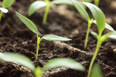 Baharda pencere kenarında taze biber tohumları olan saksılar, karton turba kaplarında sıralanmış bitkiler, yakın plan, kopya alanı, dikey eko tarımı, ev ekimi ve ev yapımı sebze konsepti