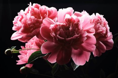 Şakayık buketi yakın plan, pembe kırmızı çiçekli siyah arkaplan, yakın plan, pankart ya da desen tasarımınız için, doğal arka plan konsepti