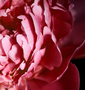 Çiçek makrosu, pembe pion çiçeklerinin kırmızı yaprakları, yakın plan, pankart veya desen tasarımınız için, doğal bahar arkaplanı konsepti