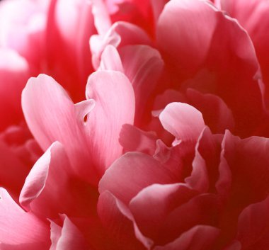 Çiçek makrosu, pembe pion çiçeklerinin kırmızı yaprakları, yakın plan, pankart veya desen tasarımınız için, doğal bahar arkaplanı konsepti