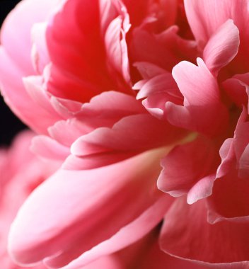 Çiçek makrosu, pembe pion çiçeklerinin kırmızı yaprakları, yakın plan, pankart veya desen tasarımınız için, doğal bahar arkaplanı konsepti