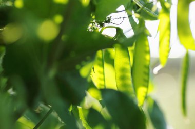 Bahçede güneş ışığında bezelye kabukları, yakın çekim veya makro fasulye yeşil sebze bitkisi, organik bahçecilik ve eko çiftçilik konsepti, dikey
