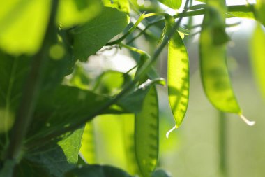 Bahçede güneş ışığında bezelye kabukları, yakın çekim veya makro fasulye yeşil sebze bitkisi, organik bahçecilik ve eko çiftçilik konsepti, dikey
