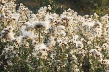 Yazın sonunda devedikeni ekin. Gün batımında. Rüzgarda sallanan bir bitkinin saçı.