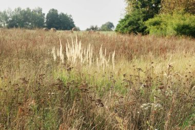 Ağustosta vahşi doğanın arka planında kurumuş yabani bitkiler, biçilmiş tahıllar ve saman ağaçlarıyla tarımsal tarlalar, yaz sonu konsepti