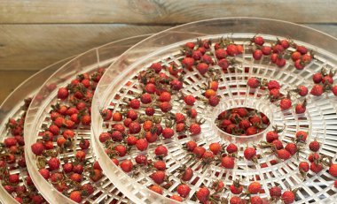 Dog rose berries drying in the drier shelves or trays, season storage of vitamins, closeup, copy space, healthy food concept clipart