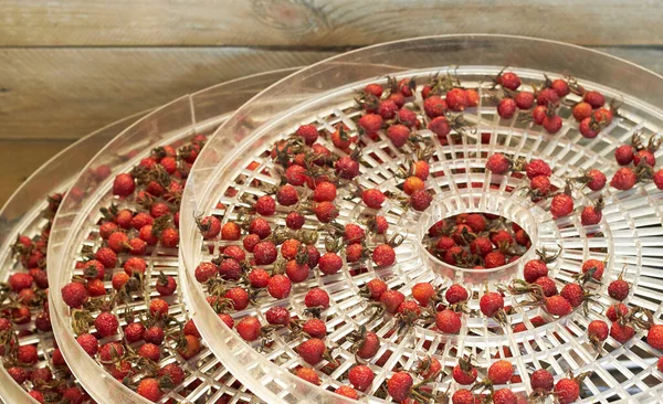 Dog Rose Berries Drying Drier Shelves Trays Season Storage Vitamins — Stock Photo, Image