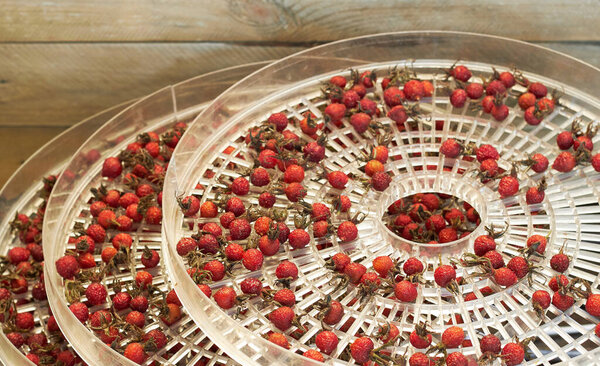 Dog rose berries drying in the drier shelves or trays, season storage of vitamins, closeup, copy space, healthy food concept