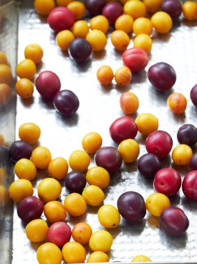 Metalik tepside kiraz erikleri, alkali meyveli çiğ tatlı renkli arkaplan dokusu, yakın plan, fotokopi alanı, yukarıdan bakıldığında sağlıklı yaz mevsimi yiyecek konsepti.