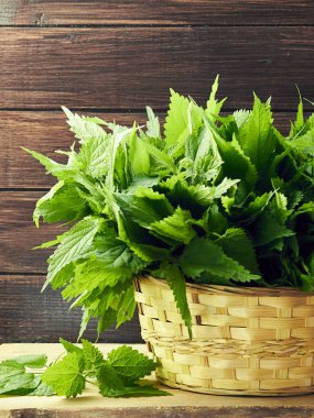 Hasırdaki ısırgan otu, ahşap zemindeki taze bitki, Urtica dioica bir polivitaminli diyet yiyeceği ve kozmetik malzeme, yakın plan, boş alanı kopyalama, şifalı bitki konsepti.