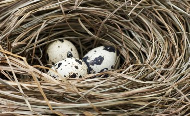 Yuvadaki kuru ot ve samandan yapılmış kuş yumurtaları, makro, yakın plan, kopyalama alanı, paskalya, eko yaşam tarzı, yavaş basit yaşam, kırsal, cottagecore konsepti