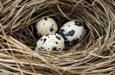 Yuvadaki kuru ot ve samandan yapılmış kuş yumurtaları, makro, yakın plan, kopyalama alanı, paskalya, eko yaşam tarzı, yavaş basit yaşam, kırsal, cottagecore konsepti