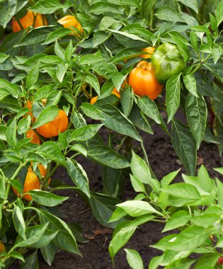 Bahçedeki yatakta yetişen kırmızı biber, hasat zamanı olgunlaşmış sebze, yakın plan, tasarımınız için arka plan, kendi ve organik tarım konseptinizi yetiştirin.
