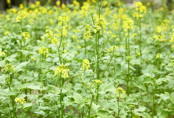 Planta Mostaza Con Flores Amarillas Creciendo Jardín Fondo Para Diseño — Foto de Stock