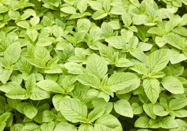 Yeşil amaranth taze büyüme geçmişi, yaprak sebze, tahıl bitkisi, protein kaynağı ve bahçede büyüyen amino asitler, tarım ve kendi kavramınızı yetiştirmek.