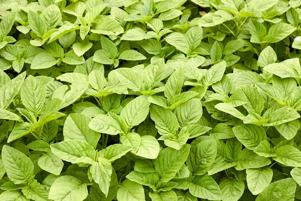 Hijau Amaranth Muda Pertumbuhan Latar Belakang Daun Sayuran Tanaman Sereal — Stok Foto