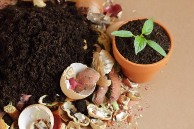 Organik atık, üzerinde çürümüş organik madde olan organik gübre yığını ve terakota saksısında filizlenme, yakın çekim, sıfır atık, çevre dostu, atık geri dönüşümü kavramı