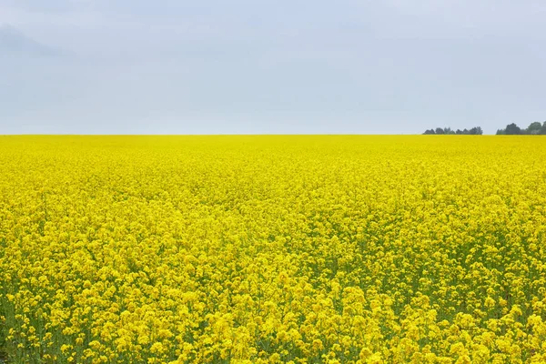 Blooming rapeseed field, flat land, copy space for your design