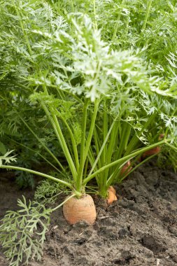 Sebze bahçesindeki tarlada yetişen havuç kökü bitkisi, yakın plan, kopyalama alanı, organik tarım ve kendi dikey konseptinizi yetiştirin.