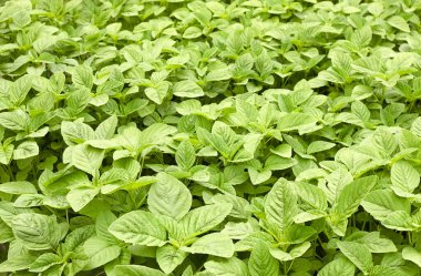 Yeşil amaranth alan arka planı, yaprak sebze, tahıl bitkisi, proteinlerin kaynağı ve bahçede büyüyen amino asitler, tarım ve kendi kavramınızı yetiştirmek.