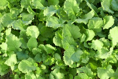 Yatakta, tarlada genç yaşta tecavüze uğrama, tarımsal sıralama. Arkaplan, doku, kopyalama alanı, yakın çekim, yukarıdan yukarıdan görüntü. Biyolojik tarım ve tarım kavramı