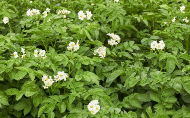 Beyaz çiçekler ve tarlada taze yapraklar bulunan patates bitkisi, tarlada yetişir, kendi tarımsal ve ekolojik gıda tarım konseptini yetiştirir.