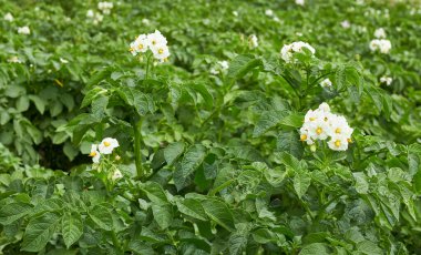 Bitki örtüsü sırasında çiçek açan patates bitkisi ve tarlada genç ve sağlıklı bir büyüme, tarımsal arka plan, kendi tarım ve ekolojik gıda kavramınızı oluşturun.