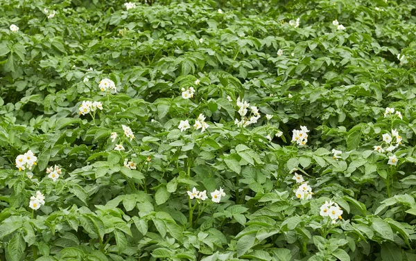 畑の中に白い花と若い葉を持つ植生の間に咲くジャガイモの植物 農業の背景 あなた自身とエコ食品の農業コンセプトを成長させる — ストック写真