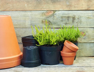Terasotta çevresindeki kozalaklı bitkiler kil saksılar ve ahşap masa üzerindeki siyah plastik kaplar kırsal arka plan, çocuk odası ve bahçıvanlık konsepti, yakın plan, kopyalama alanı