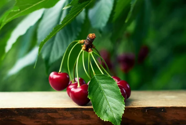Bunch of sweet cherries on wooden table on the nature background of the cherry tree with ripe berries, close-up, copy space for your design
