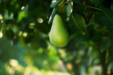Armut dalından sarkan tek bir armut gün ışığında bahçedeki ağaçların arka planında tasarımın, yakın çekim organik gıda konseptin için kopyalama alanı oluşturur.