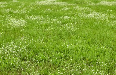 Yeşil sulu çimenler ve beyaz kır çiçekleri olan çayır, tarla sürülmüş ideal tarla, arka plan, tasarımın için kopyalama alanı
