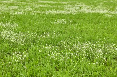Yeşil sulu çimenler ve beyaz kır çiçekleri olan çayır, tarla sürülmüş ideal tarla, arka plan, tasarımın için kopyalama alanı