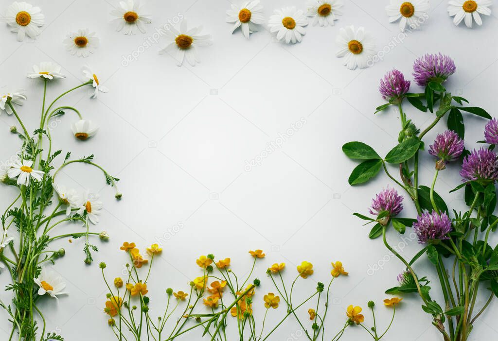 Flat lay composition from fresh wild herbs and flowers:daisies, clover, chamomile and buttercup isolated on white background make a border around mockup, overhead view, flat lay, flace incide of the frame for your design