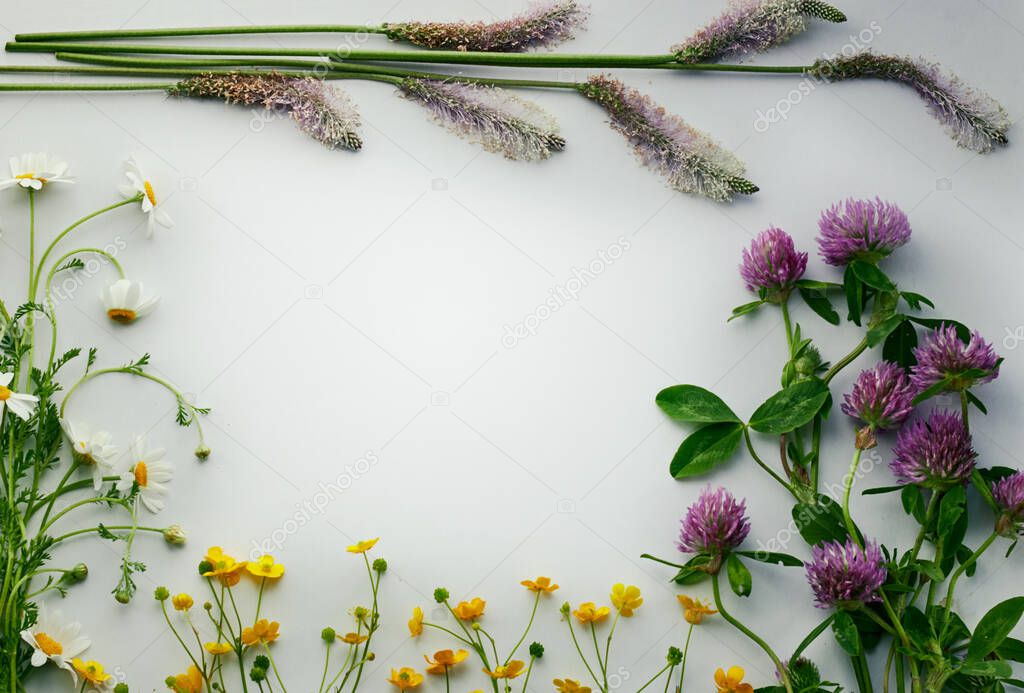 Flat lay composition from fresh field palnts and flowers: plantain, clover, chamomile and buttercup isolated on white background make a border around mockup, overhead view, flat lay, flace incide of the frame for your design