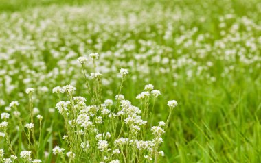Ot ve beyaz yabani çiçekler tarlada ya da bulanık tabiatta sera çayırında güzel arka plan, yakın plan, kopyalama alanı