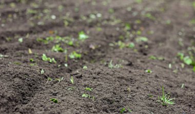 Sebze bahçesindeki toprak. Tecavüz bitkisinden sonra sürülen toprak parçası. Tasarımınız için boş model arka plan.